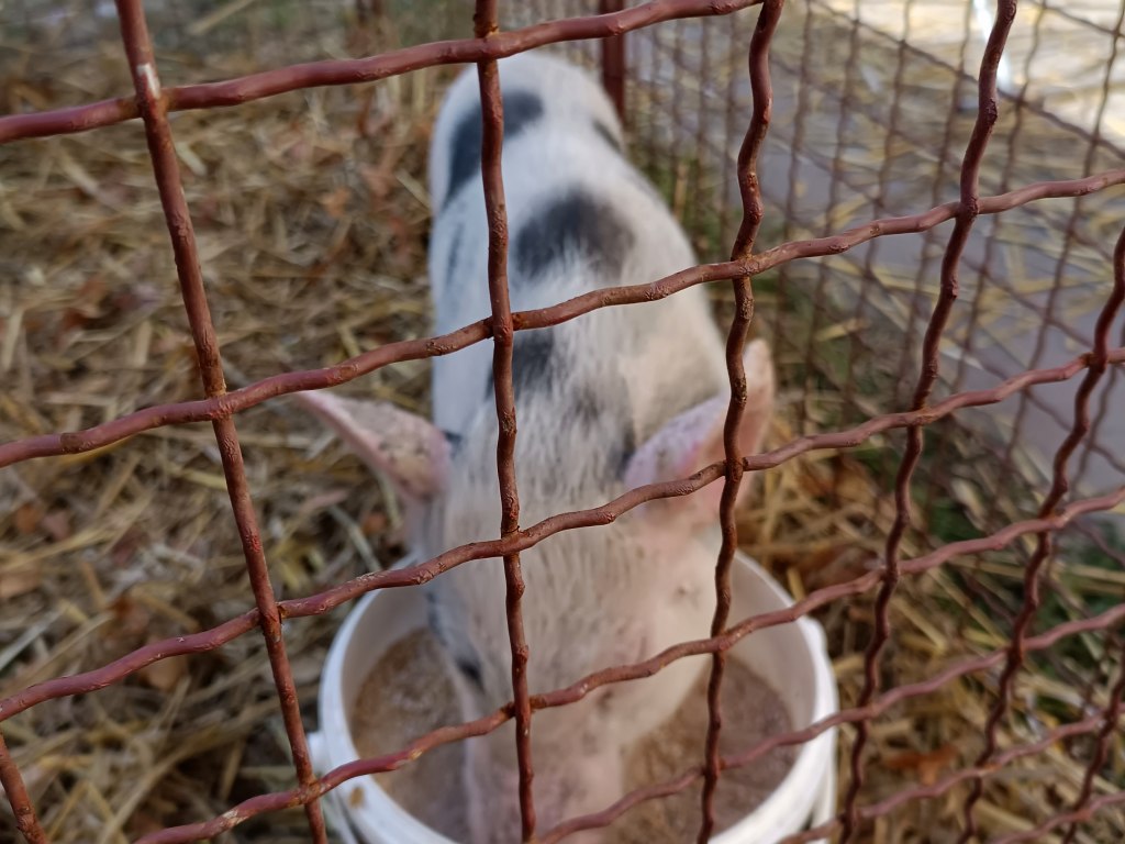 Výstava zvířat Bohdalov 9