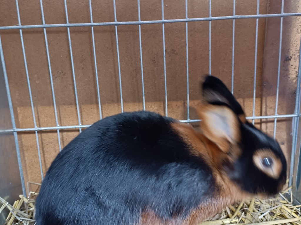 Výstava zvířat Bohdalov 6