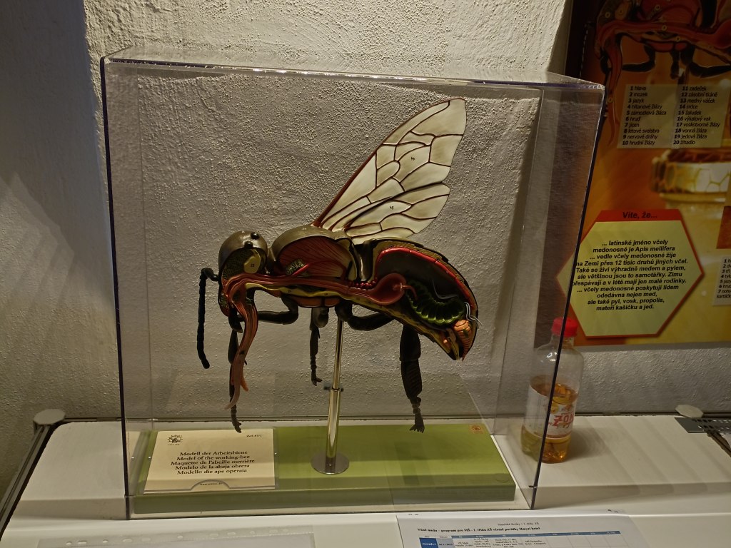 Včelařská výstava 