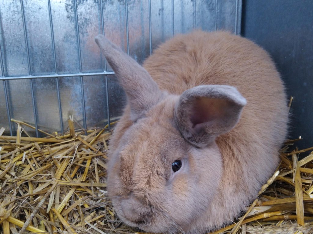 Výstava Bohdalov  3